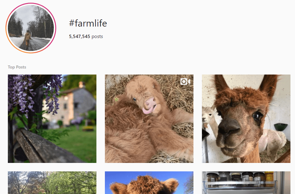 9 façons de briser l'algorithme d'Instagram pour une meilleure portée et plus de j’aime 24 hashtag animal